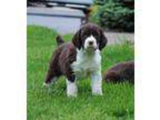 English Springer Spaniel Puppy for sale in Duncansville, PA, USA