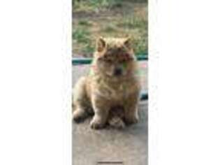 Chow Chow Puppy for sale in Saint George, UT, USA