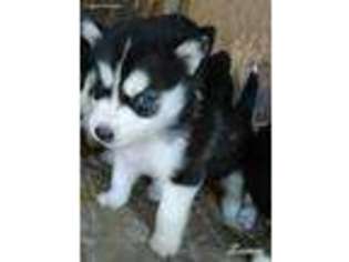 Siberian Husky Puppy for sale in Bradley, SC, USA