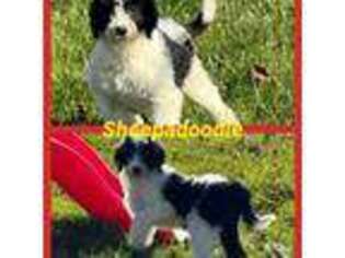 Old English Sheepdog Puppy for sale in Clarksburg, WV, USA