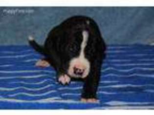 Great Dane Puppy for sale in Seligman, MO, USA