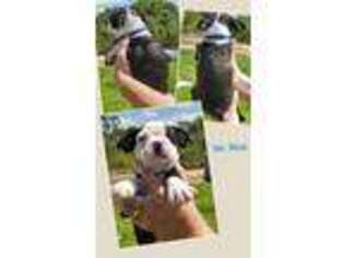 Boston Terrier Puppy for sale in Lehigh Acres, FL, USA