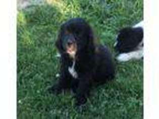 Newfoundland Puppy for sale in New Carlisle, OH, USA