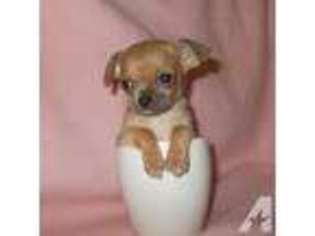 Chihuahua Puppy for sale in GOLDSBORO, NC, USA
