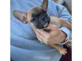 French Bulldog Puppy for sale in Beatrice, NE, USA