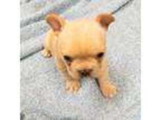 French Bulldog Puppy for sale in Michael, IL, USA