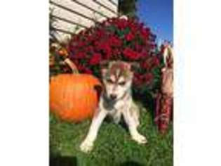 Siberian Husky Puppy for sale in Freedom, NY, USA