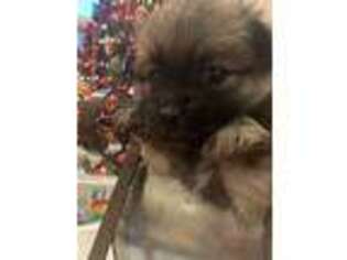 Pomeranian Puppy for sale in Goshen, NY, USA