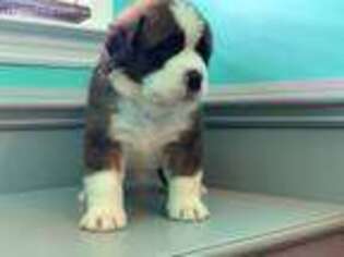 Saint Bernard Puppy for sale in Sneads Ferry, NC, USA