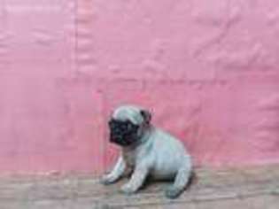 Pug Puppy for sale in Waynesboro, TN, USA