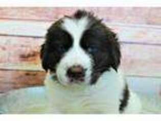 Newfoundland Puppy for sale in El Dorado Springs, MO, USA
