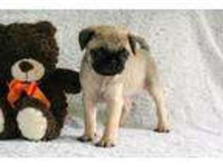Pug Puppy for sale in Shreve, OH, USA