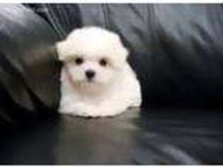 Maltese Puppy for sale in Fremont, CA, USA