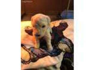 Komondor Puppy for sale in Philpot, KY, USA