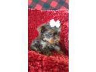 Yorkshire Terrier Puppy for sale in Eddy, TX, USA