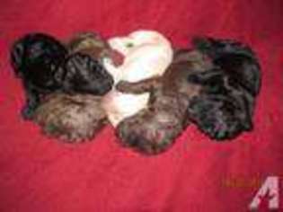 Labradoodle Puppy for sale in FOWLERVILLE, MI, USA