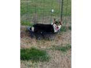 Pembroke Welsh Corgi Puppy for sale in Powhatan, VA, USA