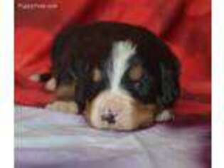 Bernese Mountain Dog Puppy for sale in Allenwood, PA, USA