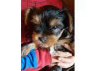 Yorkshire Terrier Puppy for sale in Champlain, NY, USA