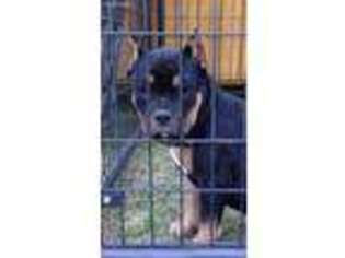 Mutt Puppy for sale in Erwin, NC, USA