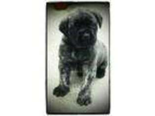 Mastiff Puppy for sale in Joplin, MO, USA