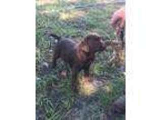 Labrador Retriever Puppy for sale in Cocoa, FL, USA