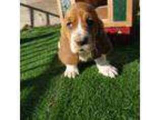 Basset Hound Puppy for sale in Gustine, CA, USA