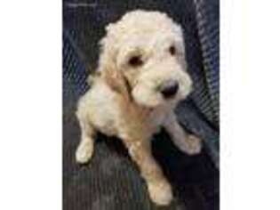 Goldendoodle Puppy for sale in Kingman, AZ, USA