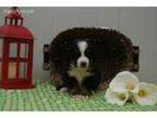 Bernese Mountain Dog Puppy for sale in Wellston, OH, USA