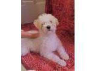 Labradoodle Puppy for sale in Greencastle, PA, USA