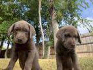 Labrador Retriever Puppy for sale in Harker Heights, TX, USA
