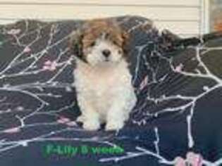 Mutt Puppy for sale in Townsend, MA, USA