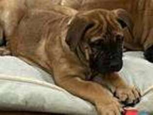 Boerboel Puppy for sale in Liberty Hill, TX, USA