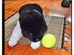Akita Puppy for sale in Tacoma, WA, USA