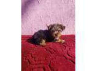 Yorkshire Terrier Puppy for sale in Bolingbrook, IL, USA