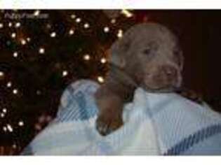 Labrador Retriever Puppy for sale in Marion, IN, USA