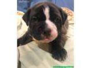 Mutt Puppy for sale in Clifton, NJ, USA