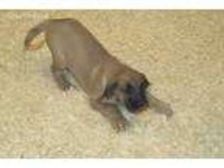 Great Dane Puppy for sale in Reno, NV, USA
