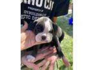 Olde English Bulldogge Puppy for sale in Meridian, ID, USA