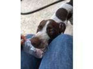 German Shorthaired Pointer Puppy for sale in Midland, TX, USA