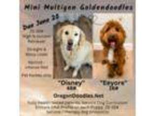 Goldendoodle Puppy for sale in Eugene, OR, USA