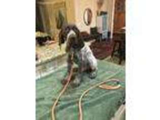 German Shorthaired Pointer Puppy for sale in Charlotte, NC, USA