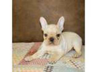 French Bulldog Puppy for sale in Berryville, AR, USA