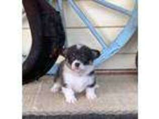Pembroke Welsh Corgi Puppy for sale in Longview, TX, USA