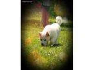 Akita Puppy for sale in Green Bay, WI, USA