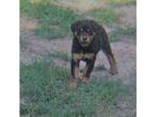 Rottweiler Puppy for sale in Dublin, GA, USA