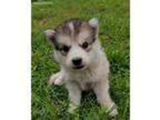 Alaskan Malamute Puppy for sale in Bushnell, IL, USA