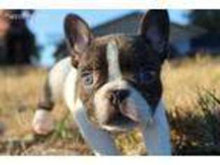 French Bulldog Puppy for sale in Fruita, CO, USA