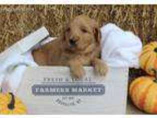 Goldendoodle Puppy for sale in Danville, OH, USA