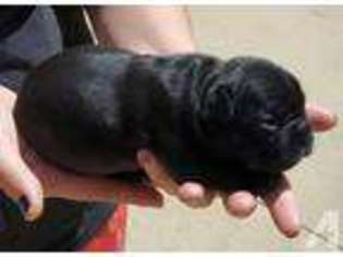 French Bulldog Puppy for sale in CEDAR RAPIDS, IA, USA